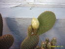33-Opuntia microdasys