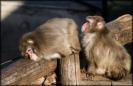 poze-haioase-animale-maimute-fund-20080901-300x195