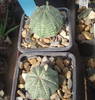 Euphorbia obessa, mascul si femela