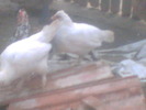 Imag012