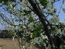 2009_04120047
