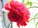 DSCF6585
