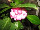 impatiens