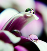 droplet_81