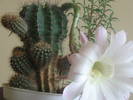 Echinopsis hb -  iulie 2009
