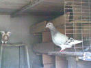 R@k!w-foto009