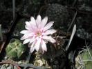 floare de Gymnocalylium mihanovichii