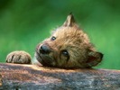 webshots385