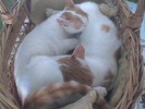 Imag054