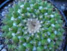 mammillaria_marksiana