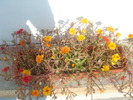 DSC01550