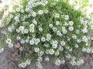 Mititele - Alyssum maritimum