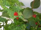 aug 2008 014