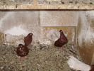 P9061375
