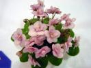 Optimara_Rose_Quartz_2005avsa_3