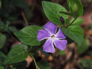 Floare 1