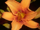 DSCI0767