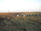 Bibilici