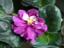 P1170242