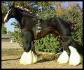 Racing_muscular_shire_horse