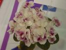 Macs_Southern_Springtime_2005avsa
