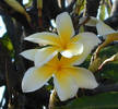hawaiia yellow 5