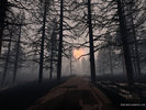 Forrest at Dusk