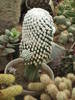 Mammilaria rodantha f. monstrosa