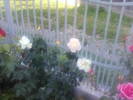 Copy of Fotografii-0042