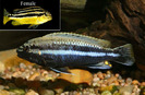 4 - melanochromis auratus