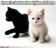 poze-amuzante-poza-amuzanta-umbra-pisicii-albe-o-ia-la-fuga1