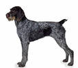 german_wirehaired_pointer