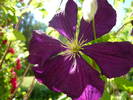 clematis