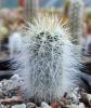 echinocereus_russanthus_v_neocapillus_sb_395_brewster_co