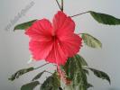 Hibiscus Surinam 2