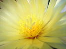 Coryphantha scolimoides - floare
