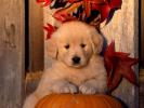 Dogs Wallpaper_ Poze cu Catei 3