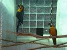 papagali vorbitori ara ararauna