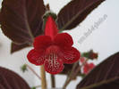 Kohleria Ruby 4