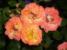DSCI0617