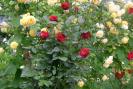 gradina 2008 031