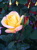 DSCF4767