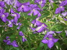 DSCI0452