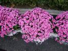DSC00084