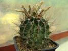 Hamatocactus setispinus