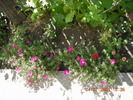 DSCN7263
