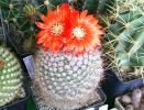 Parodia sanguiniflora
