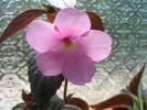 Achimenes Peach Blossom 1