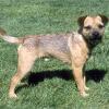 border-terrier-001