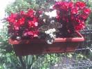 BEGONIA